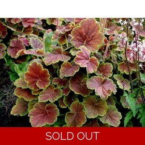 Heuchera 'Northern Exposure Sienna'